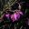 Guichenotia macrantha - Cranbourne Garden